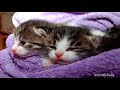 Thérapie Musicale pour Chiens et Chats Anxieux et Agités | Puissant Déstressant | Sommeil Paisible Mp3 Song