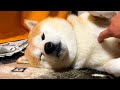 今にも眠りそうな柴犬がどこかかっこいい理由・・・