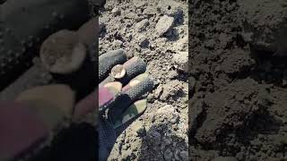 ох і кайфанув #minelab #metaldetecting #пошук_з_металошукачем #рекомендации #коп