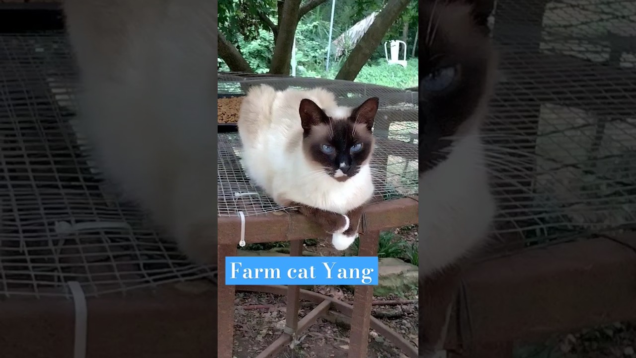 Beautiful Steele Pointe farm cat.