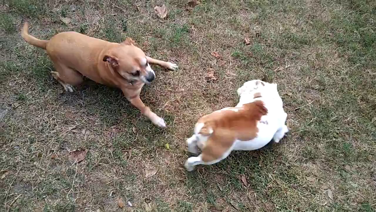 Dog fight Bulldog vs Boxer fight to death YouTube