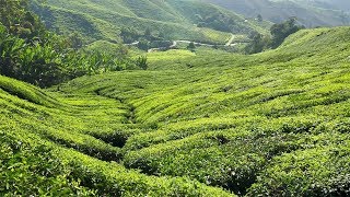 Cameron Highlands - Hoogtepunten Van Maleisië