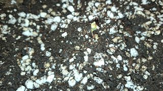 Grow #4 - Seedling Stage - Day 1 with TheScottishGrower Im Back! #cannabiseducation  @everyone
