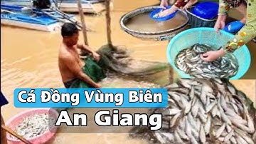 Mùa Nước Nổi 2025 – Cá Đồng Về Đầy Đồng, Bà Con Biên Giới Tấp Nập Mưu Sinh