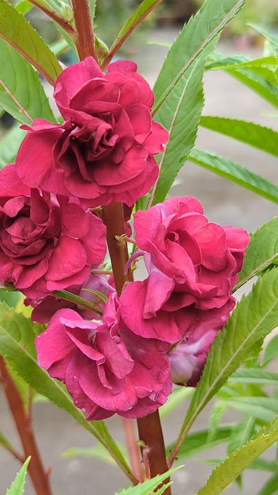 Beautiful balsam #flowers #balsam #garden #shorts #youtubeshorts #trending