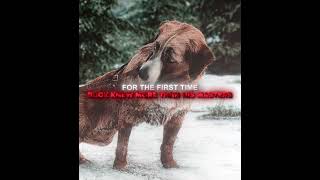 Buck Didnt Deserve This  The Call Of The Wild Edit    Emin U0026 Jony slowedu0026reverb