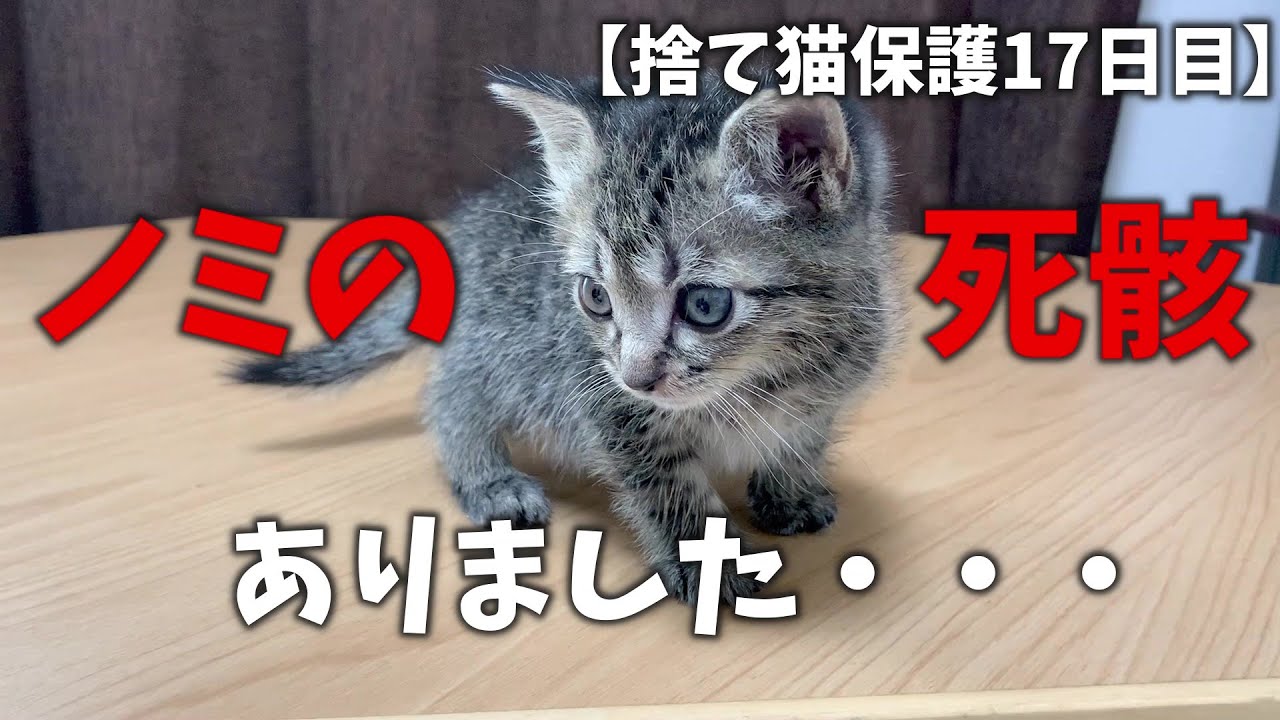 捨て猫の赤ちゃんつむぎを拾って17日目 つむぎの寝床にノミの死骸を発見しました Youtube 捨て猫の赤ちゃんつむぎを拾って17日目 つむぎの寝床にノミの死骸を発見しました Youtube