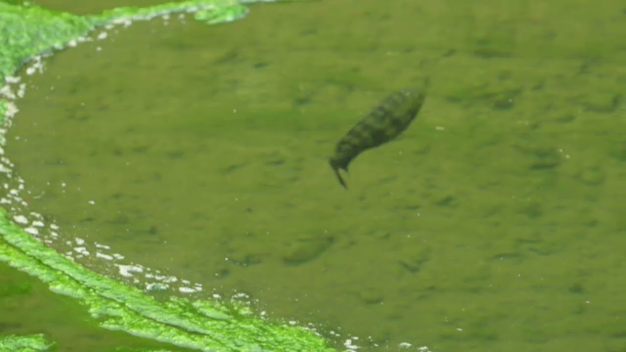 吉利非鯽(Coptodon zillii)護幼