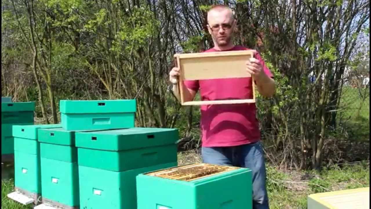 Poszerzanie gniazda pszczelego za pomocą węzy