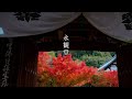 【WEB動画】2025年 永観堂 秋の特別拝観