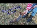 Екатеринбург. Ручные белки в лесном парке Шарташ/ Squirrel eating from hand