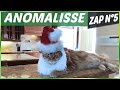 ANOMALISSE ZAP ANIMALIER N°5 - Animaux, Fails, Choc & Insolite