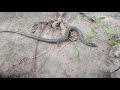 Кот охотник принёс змею. Cat caught a snake!