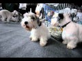 sealyham terrier 3 の動画、YouTube動画。