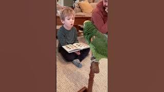 This Parrot Took Parenting Too Seriously 😁 #talkingparrot #roast #babylove #kidsfun