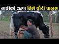 दुर्घटनामा परेको गाडीको ऋण तिर्न चौरी पालन गर्दै सम्झना तामाङ - Chauri farming in the Himalaya