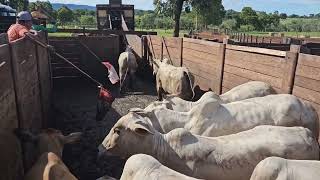 CURRAL COM MUITA LAMA no embarque de 84 Nelores. O bom manejo nessa situação