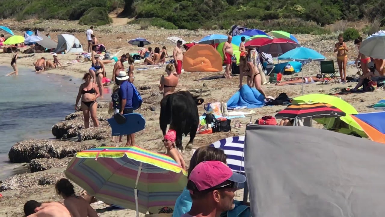 Taureau corse incroyable à la plage! - YouTube