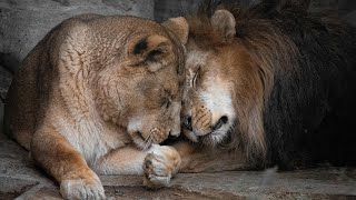 甘えんぼのオスライオン Male lion spoils
