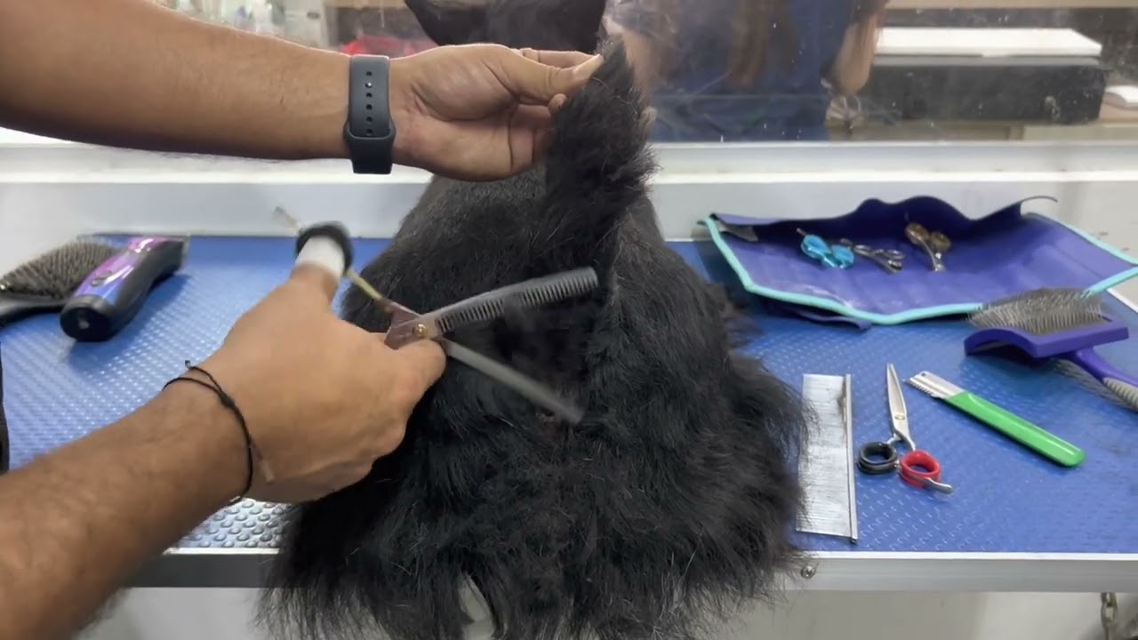 Tutorial Cola Scottish Terrier