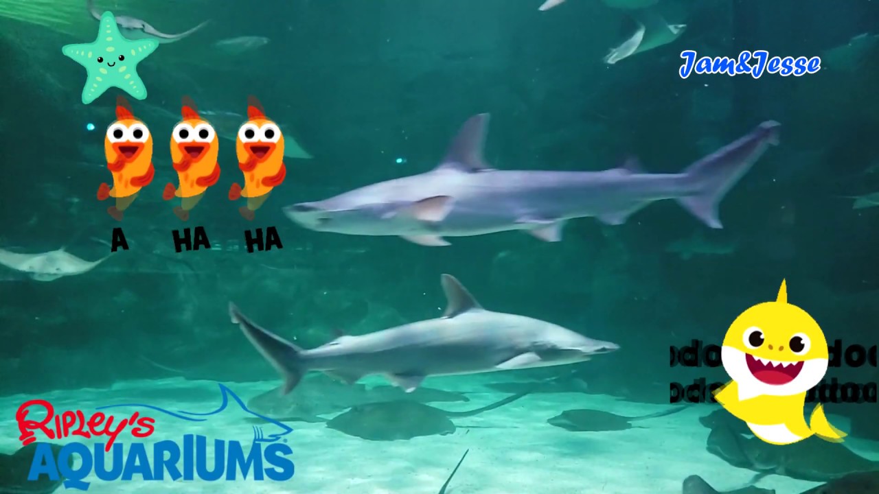 Sing Baby Shark With Real Sharks Sea Creatures At Ripley S Aquarium Fast Version Youtube