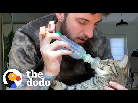 Videó: Astma macskákban