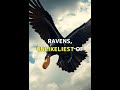 Elijah’s Miracle: Ravens Feed the Prophet. #Shorts