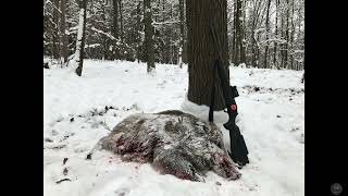 Wild Boar Driven Hunt In Snow With Blaser R8 & Aimpoint