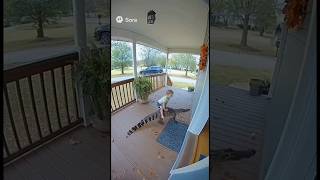 Boy Rides Alligator.