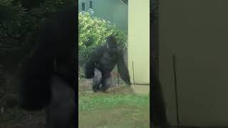 Daanyeerka Ugu Caqliga Badan, Goriile