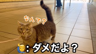 猫は知らない人が怖い、でもうちの猫は違った