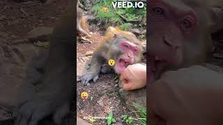 Monkey Mother - www.AnyTimeNews.org - Trending on YouTube