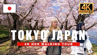 Tokyo in Bloom 4-Hour Sakura Season Walking Tour | Stunning Cherry Blossoms & Festivals 4K HDR 60fps by 4K World Walks 3,513 views 3 weeks ago 4 hours, 1 minute