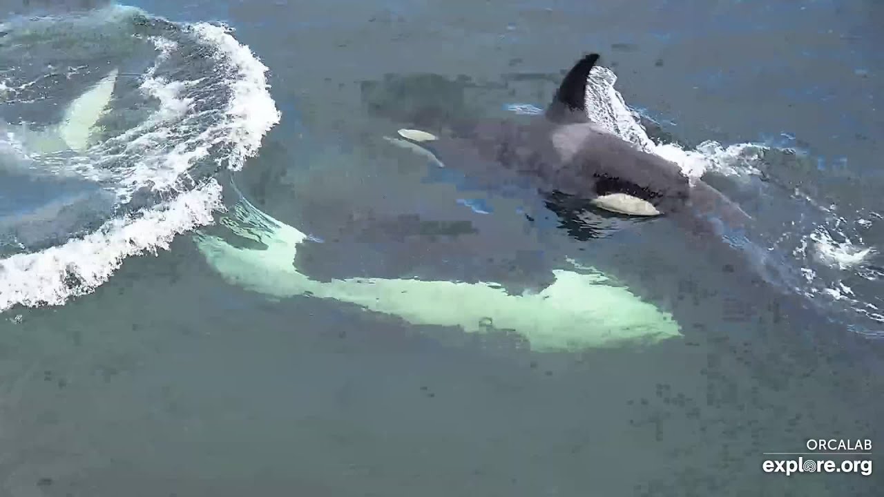 Thanks Orcalab! Short video of rub (Strider Rubbing Beach) 8/24/2024 explore.org
