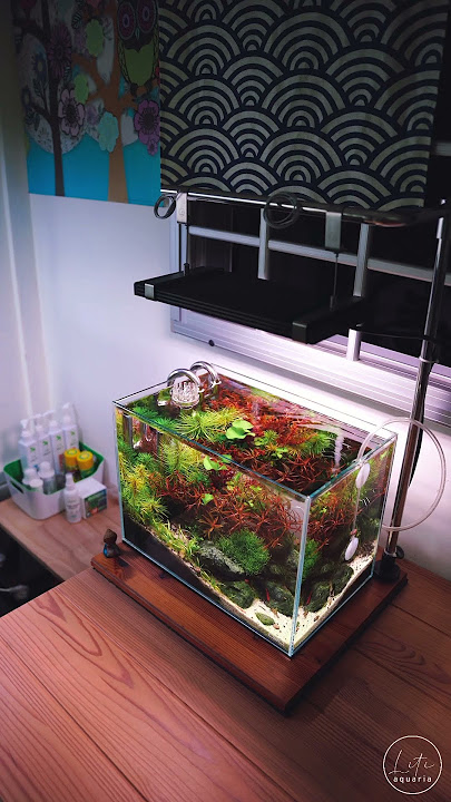 ADA Mini-M #aquascaping