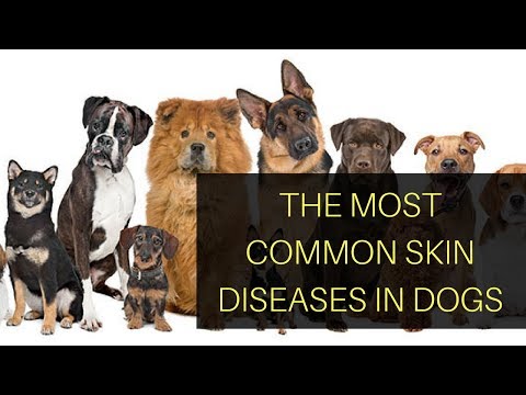 The Most Common Skin Diseases In Dogs