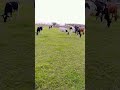 Green cows pindwale cowsaleroadgrass dhaltihuisham aseel baby kite murge rottweiler
