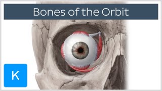 Bones of the orbit - Human Anatomy | Kenhub screenshot 1