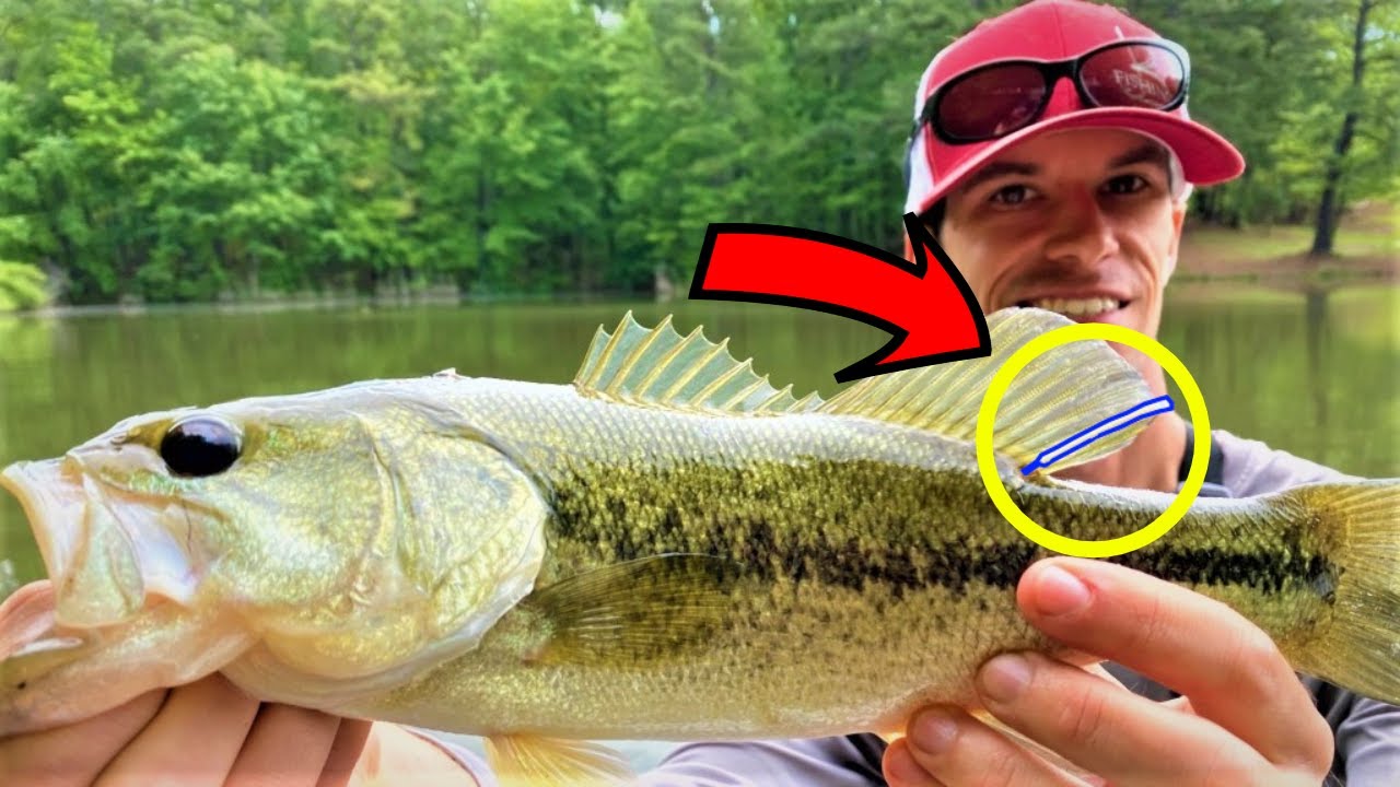 Putting TRACKING TAGS on BASS to LOG GROWTH YouTube