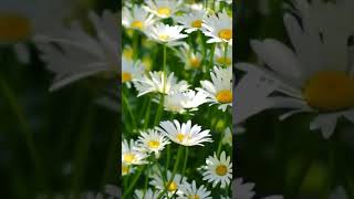 ЛЕТО - РОМАШКОВЫЙ СЕЗОН #футаж #shorts