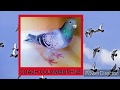 Prparation accouplement des pigeons voyageurs