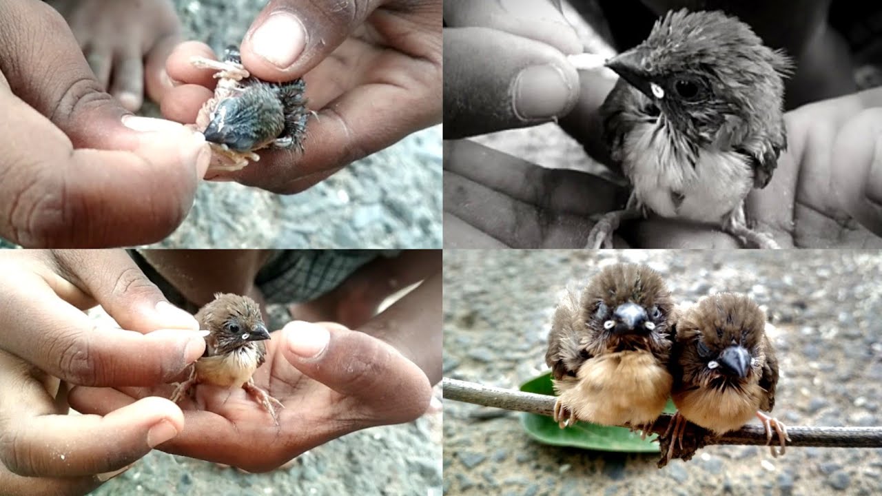 How to feed and raising a nest fall out baby bird - Saving Baby Birds ...