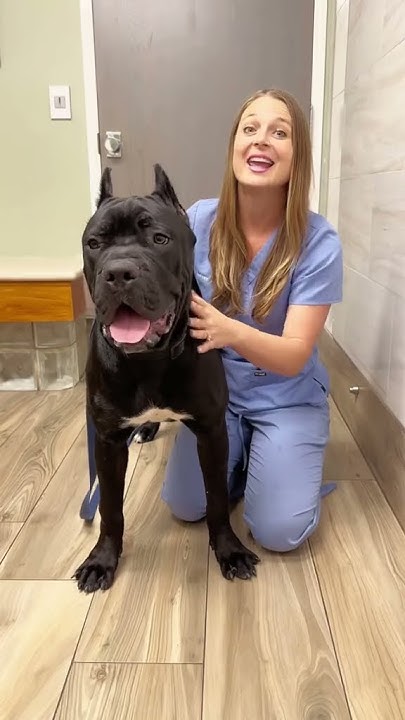 cane-corso-pup-i-know-it-s-pronounced-kah-nay-core-so-but-how