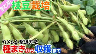 Summary] Edamame: From sowing to harvesting in 2025 - YouTube