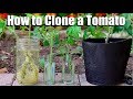 How to Clone a Tomato from a Cutting - Free Plants!🍅🌱