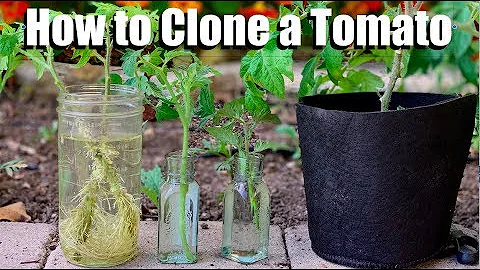 Jak vypěstovat rajčata z větve?
