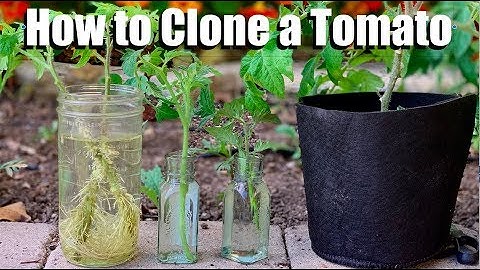 How to Clone a Tomato from a Cutting - Free Plants!🍅🌱