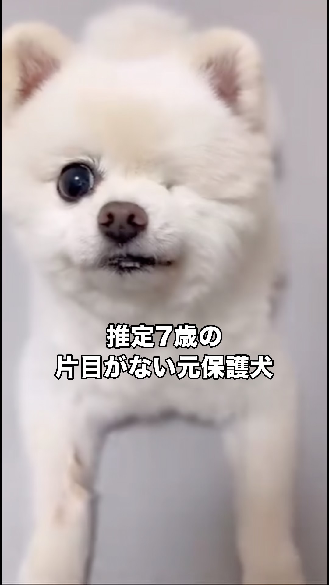 Rescuing a one-eyed Pomeranian who was a breeding dog until age 6