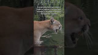 Rare footage of the Florida panther caught on camera.  by Carlton Ward Jr. #Shorts