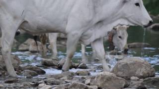 TRANSUMANZA: GUADO DEL FIUME BIFERNO 2/3 Video Transumanza Molise 2016 mucche MVI 6255